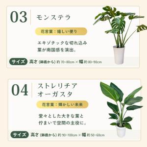 観葉植物 選べる 7号鉢 8品種 パキラ フィ...の詳細画像3