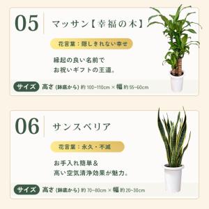 観葉植物 選べる 7号鉢 8品種 パキラ フィ...の詳細画像4