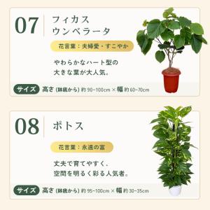 観葉植物 選べる 7号鉢 8品種 パキラ フィ...の詳細画像5