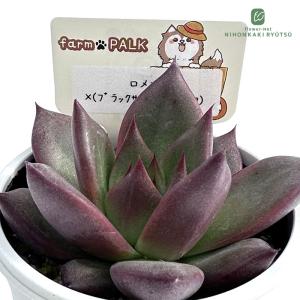 多肉植物 plkエケベリア ロメオ×（ブラックサバス×c.アテマ） 多肉植物 パルクさん苗 送料無料 エケベリア 6cmポット