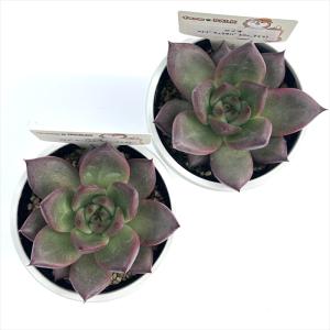 多肉植物 plkエケベリア ロメオ×(ブラック...の詳細画像2