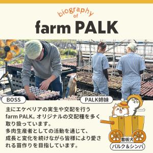 多肉植物 plkエケベリア ロメオ×(ブラック...の詳細画像3