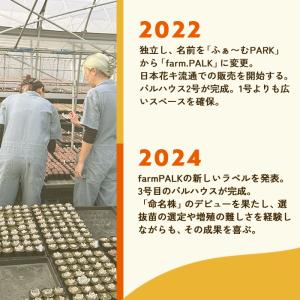 多肉植物 plkエケベリア ロメオ×(ブラック...の詳細画像5