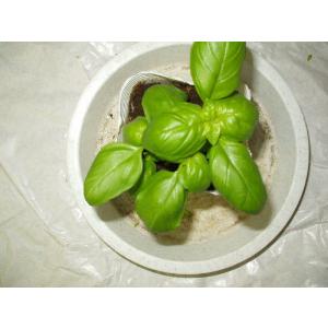 バジル ハーブ 野菜苗 スイートバジル 送料値...の詳細画像3