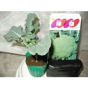 ブロッコリー　緑嶺　野菜苗　送料値下げあり
