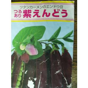 エンドウ豆　紫えんどう　ツタンカーメンのエンドウ豆　野菜苗　3〜4株植え　訳あり品２鉢セット｜flower-shimon