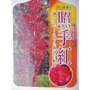 花桃　照手紅　赤花　苗木　鉢花　５号鉢　｜flower-shimon