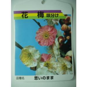 花梅　思いのまま　咲分け　苗木　樹高110センチ大株｜flower-shimon