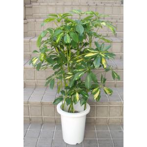 ホンコンカポック 斑入り 観葉植物 鉢植え 7号鉢の商品画像