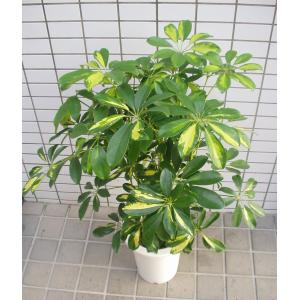 ホンコンカポック 斑入り 観葉植物 鉢植え 7号鉢の詳細画像2