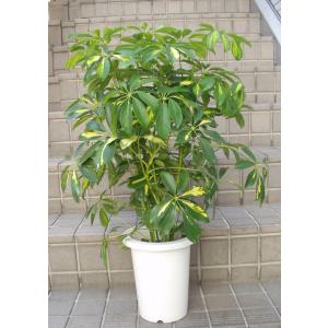 ホンコンカポック 斑入り 観葉植物 鉢植え 7号鉢の詳細画像3