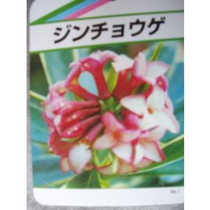 沈丁花　赤花　ジンチョウゲ　苗木　6号鉢　送料値下げあり｜flower-shimon