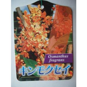 キンモクセイ　苗木　３号ポット苗　送料値引きあり｜flower-shimon