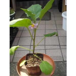 ナス　千両２号　野菜苗　ポット苗　送料値引きあり
