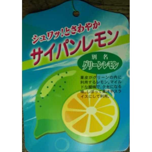 レモン　苗木　サイパンレモン　５号ポット苗　果樹　送料値引きあり
