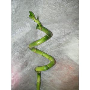 スパイラルバンブー 観葉植物 ラッキーバンブー ...の商品画像