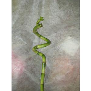 スパイラルバンブー 観葉植物 ラッキーバンブー...の詳細画像1