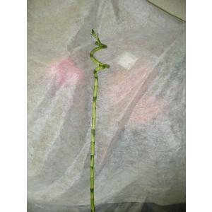 スパイラルバンブー 観葉植物 ラッキーバンブー...の詳細画像2
