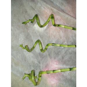スパイラルバンブー 観葉植物 ラッキーバンブー...の詳細画像4
