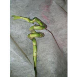 スパイラルバンブー 観葉植物 ラッキーバンブー...の詳細画像5