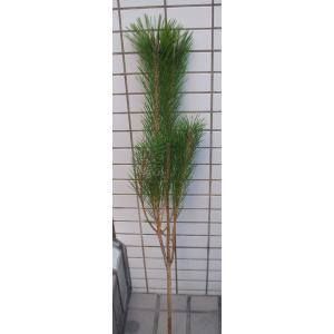 若松　松　門松　切り枝　送料値引きあり