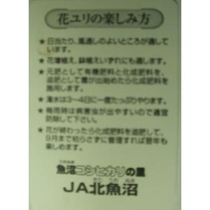大輪系オリエンタルユリ シベリア オリエンタル...の詳細画像2