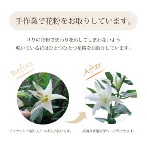 花 ギフト 白 ピンクユリの花束 25輪以上 ...の詳細画像4