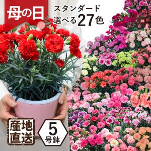 母の日 花 プレゼント 鉢植え 新鮮 フラワーギフト 2024 産地直送 カーネーション5号鉢 スタンダード 27色｜花束ギフト花工房-誕生日翌日配達