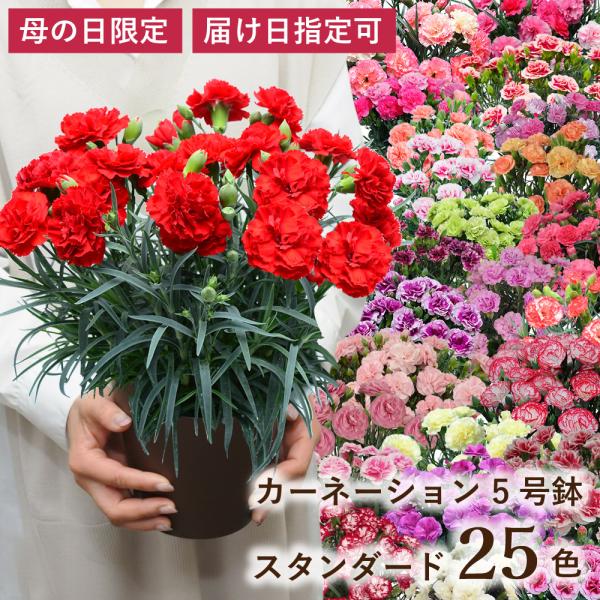 母の日 ギフト カーネーション 花  ははの日 2026 生花 60代 70代 80代 フラワーギフ...