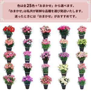 母の日 遅れてごめんね 2026 日付指定可能...の詳細画像1