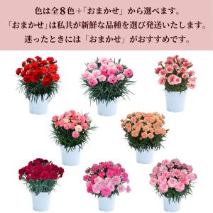 母の日 ギフト カーネーション 花 ははの日 ...の詳細画像1