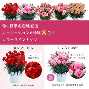 母の日 ギフト カーネーション 花 ははの日 ...の詳細画像2