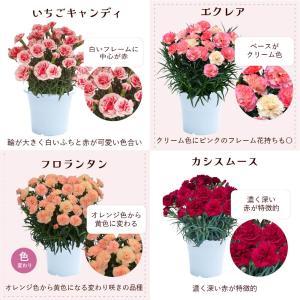 母の日 ギフト カーネーション 花 ははの日 ...の詳細画像3
