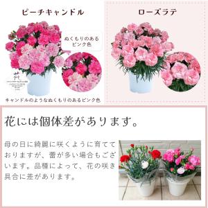 母の日 ギフト カーネーション 花 ははの日 ...の詳細画像4
