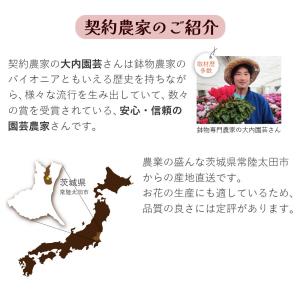 母の日 ギフト カーネーション 花 ははの日 ...の詳細画像5