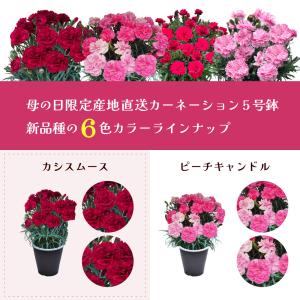 母の日 ギフト カーネーション ははの日 20...の詳細画像1