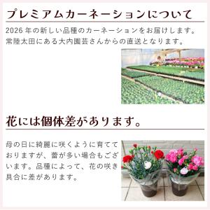 母の日 ギフト カーネーション ははの日 20...の詳細画像3