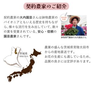 母の日 ギフト カーネーション ははの日 20...の詳細画像4