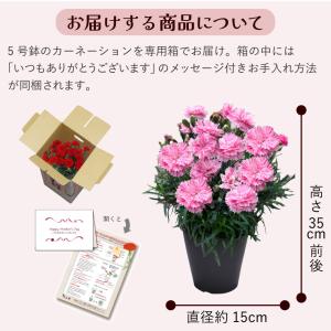 母の日 ギフト カーネーション ははの日 20...の詳細画像5