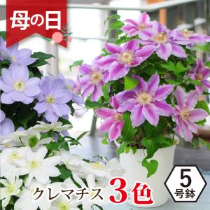 遅れてごめんね 母の日 クレマチス 花鉢植え プレゼント 母の日ギフト 鉢植え 5号鉢 ギフト 50代 60代 70代 80代 クレマチスの鉢植え 5号鉢 3色