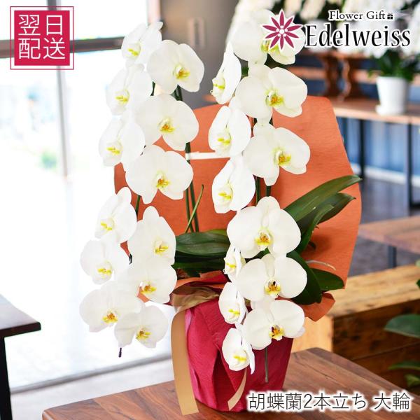 胡蝶蘭 開店祝い 退職花 昇進花 栄転花 就任祝い花 移転祝い 開院祝い 開業祝い 花 胡蝶蘭 2本...