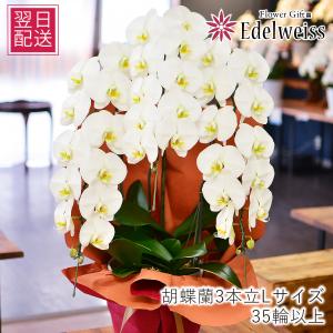 花キューピット 鉢物 胡蝶蘭 大輪 5本立 約55輪 ファレノプシス
