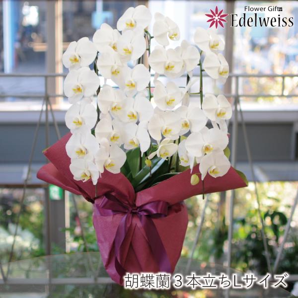 胡蝶蘭 開店祝い 移転祝い 開院祝い 開業祝い 花 胡蝶蘭 3本立 白 Lサイズ 洋ラン 鉢 花 ギ...