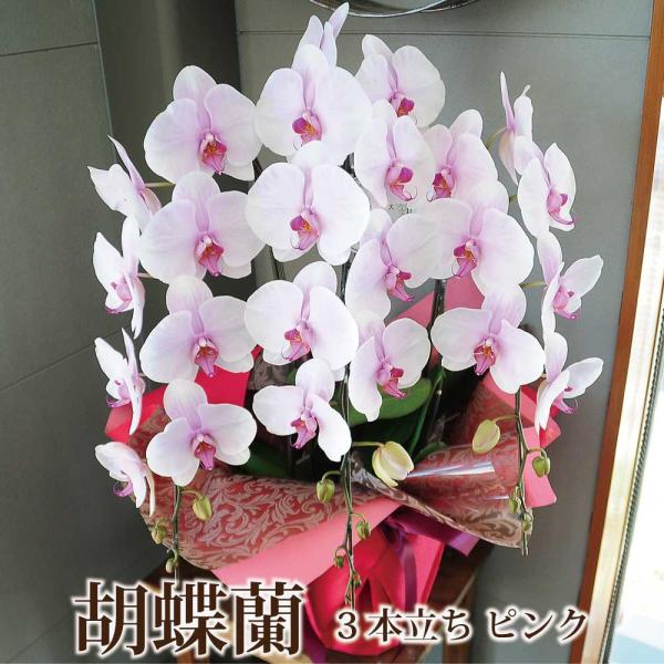 開店祝 花 胡蝶蘭 3本立 ピンク Lサイズ 鉢 花 ギフト 洋ラン