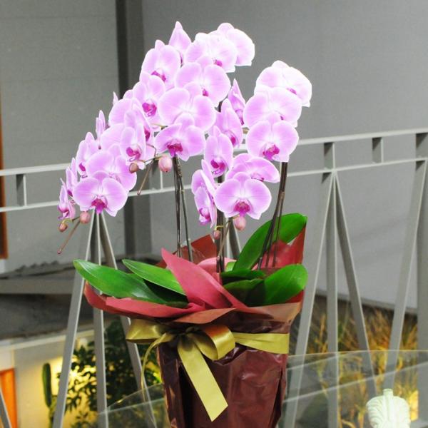 お祝い 花 開業 開店 記念日 胡蝶蘭 3本立 ピンク 2Lサイズ 鉢 花 ギフト 洋ラン