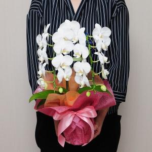 お祝い 花 プレゼント 胡蝶蘭 花 転勤花 退...の詳細画像3