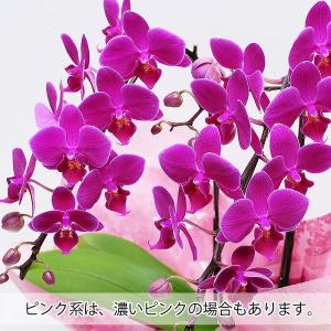 お祝い 花 プレゼント 胡蝶蘭 花 転勤花 退...の詳細画像4