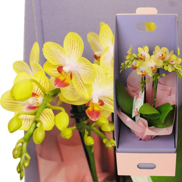 お祝い 鉢花 法人祝い 誕生日 花 鉢 胡蝶蘭 ギフト 胡蝶蘭 ピンク プレゼント ミディ胡蝶蘭 2...