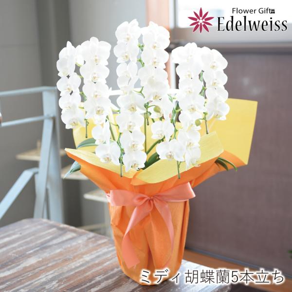 開店祝い 落成祝い 昇進祝い 栄転祝い 鉢植え ギフト プレゼント 花 洋ラン ミニ ミディ胡蝶蘭 ...