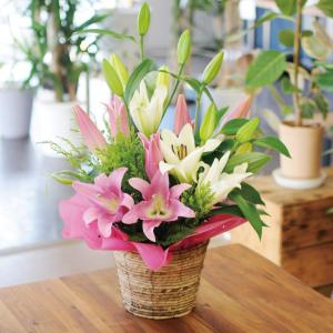 敬老の日 花 ギフト ユリ 百合 アレンジメン...の詳細画像1